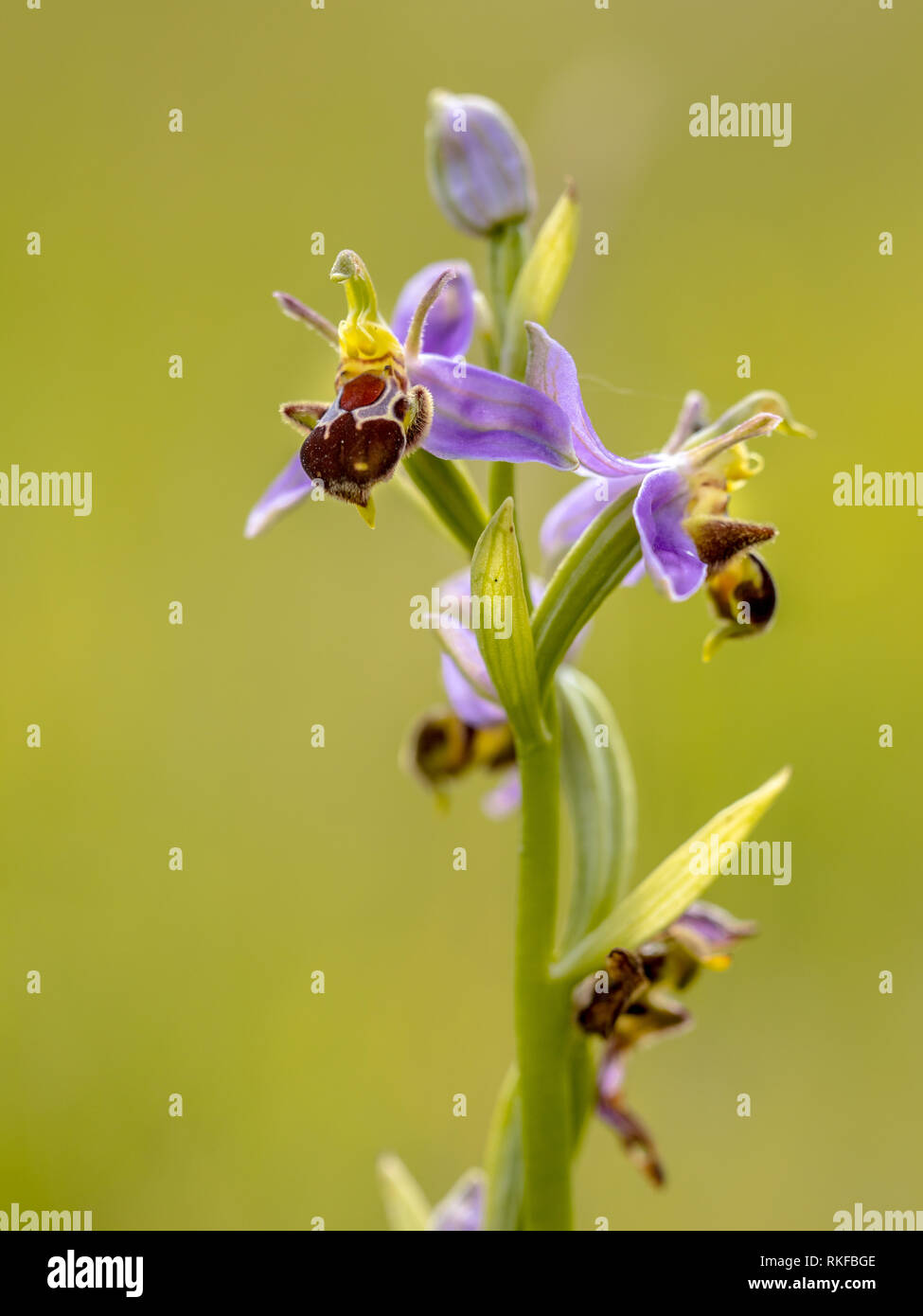 Bee orchid (Ophrys apifera) fiori rosa humblebee mimicing insetti per polinate il fiore. Sfocate su sfondo verde Foto Stock