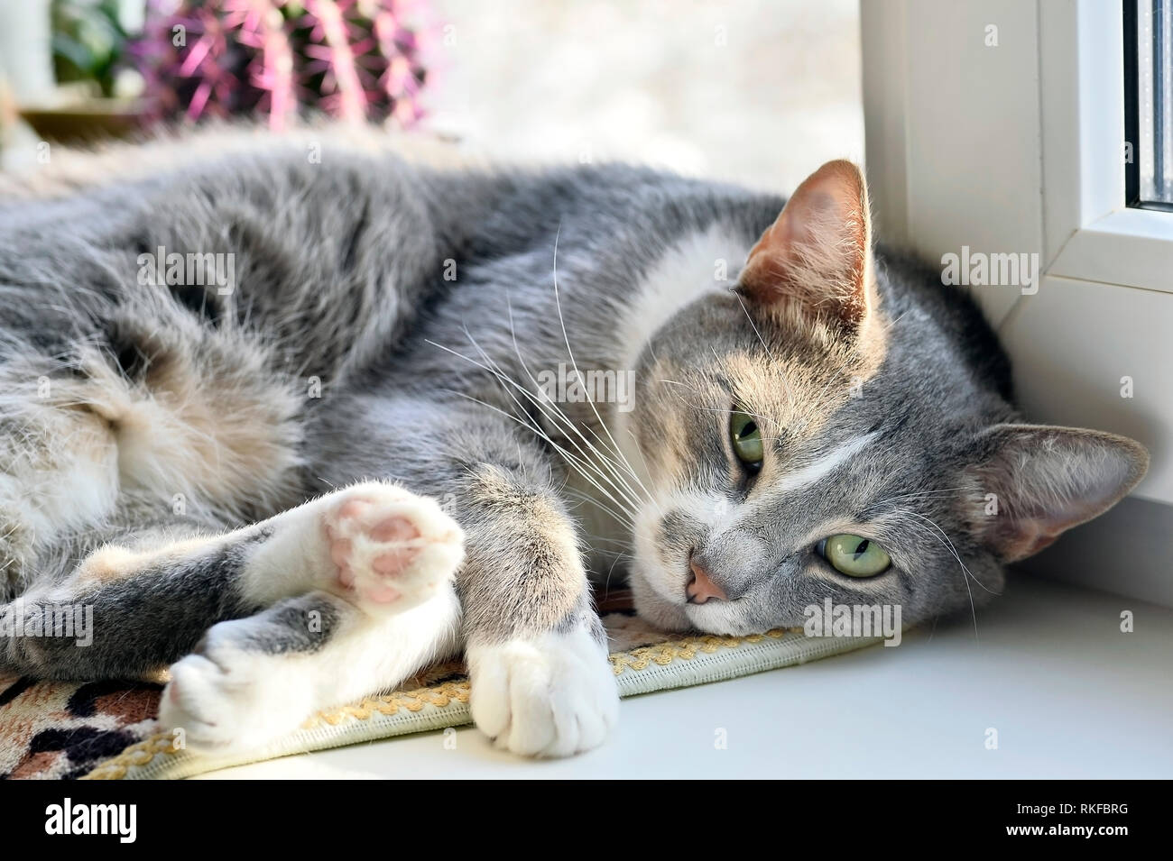 Bellissimo gatto grigio closeup con gli occhi aperti in appoggio su un davanzale bianco su una rosa di sfondo di cactus. Foto Stock