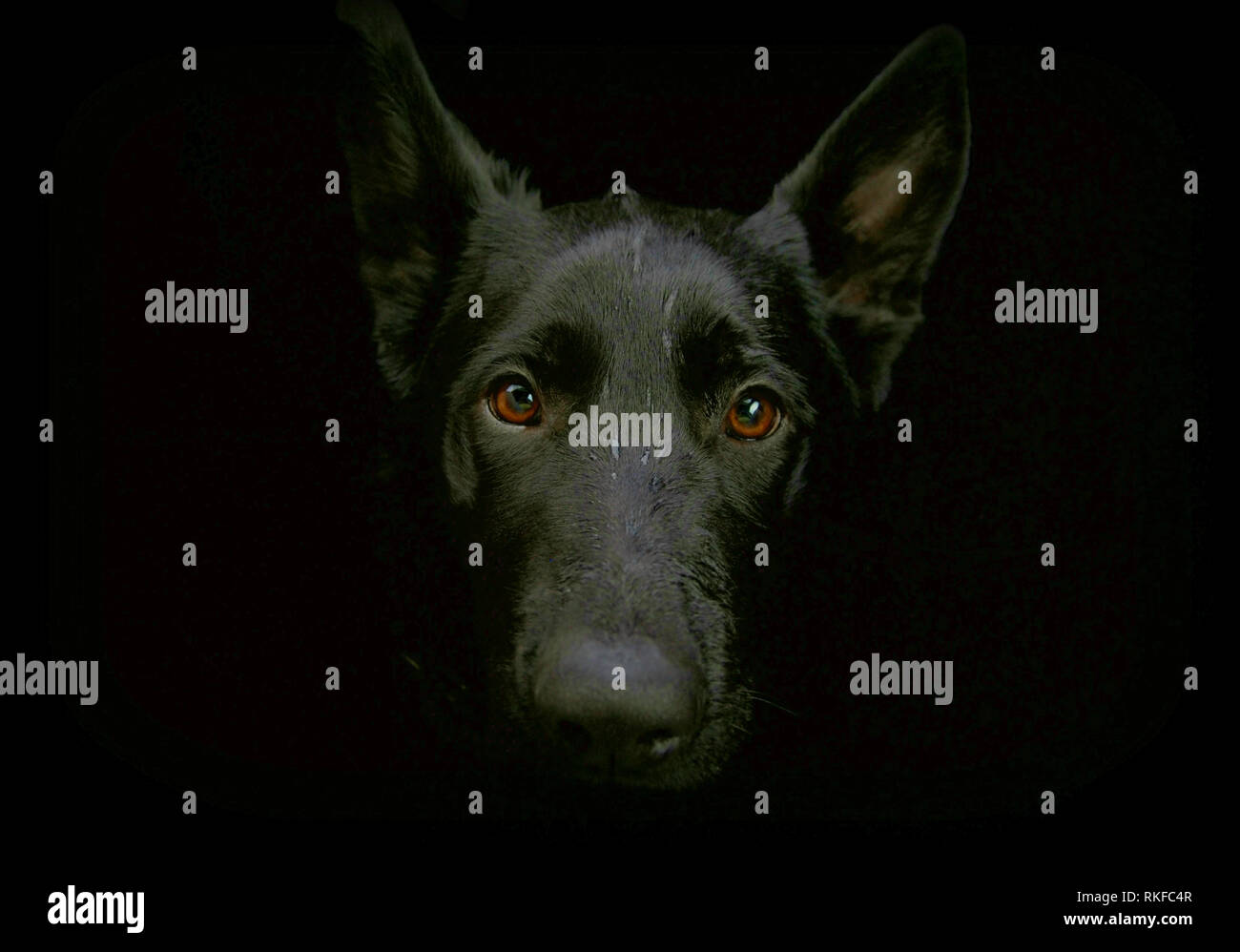 Ritratto di un cane nero su sfondo nero Foto Stock