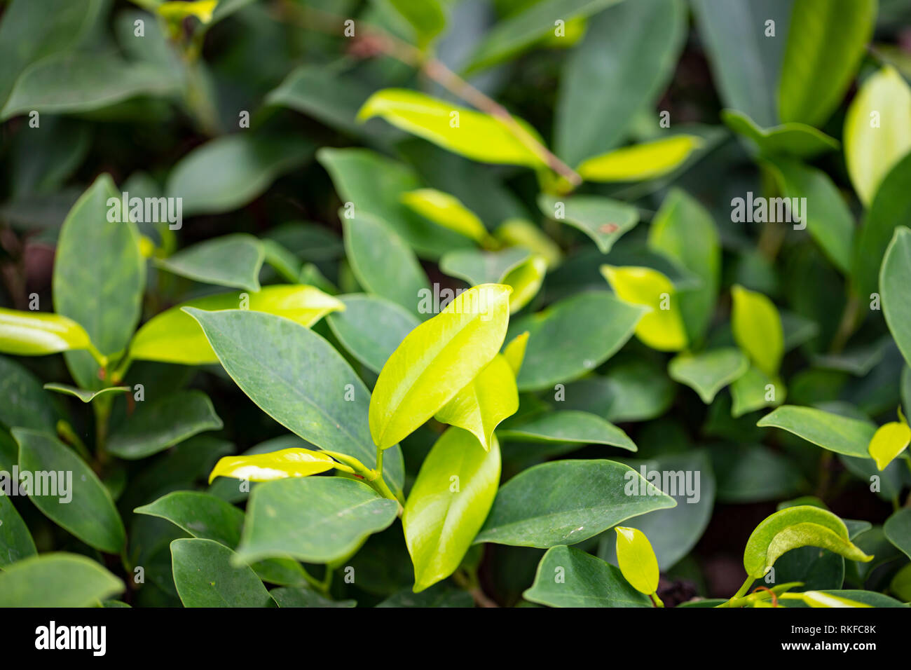 Le foglie di colore verde su il sole nel piccolo giardino Foto Stock