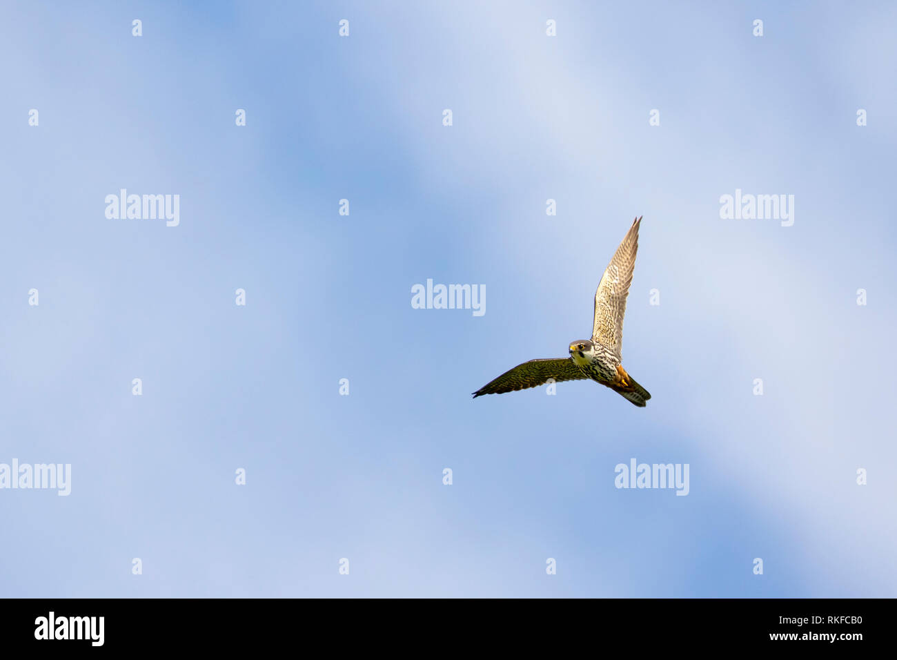 Eurasian Hobby, Falco Subbuteo® in volo con il cielo blu e nuvole bianche in background Foto Stock