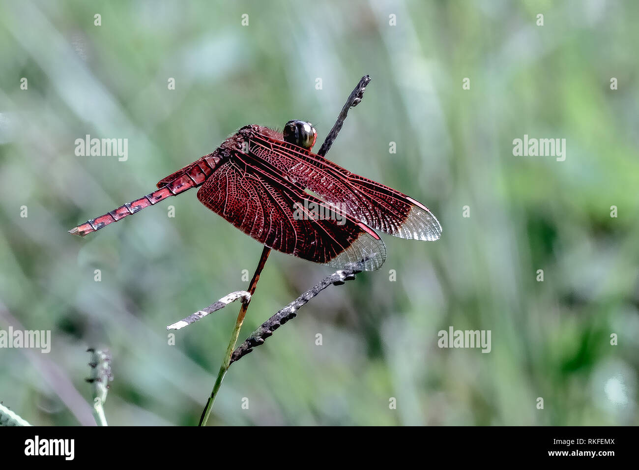 Libellula rossa appoggiata Foto Stock