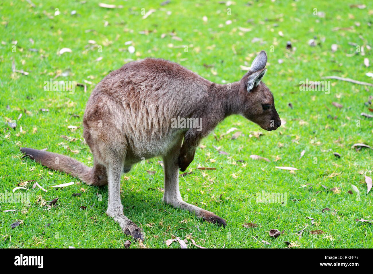 Giovani kangaroo in Sud Australia Foto Stock