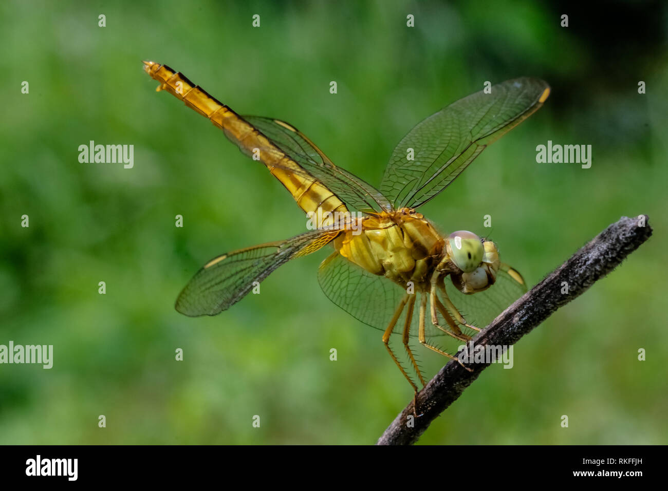 Giallo di appoggio a forma di libellula Foto Stock