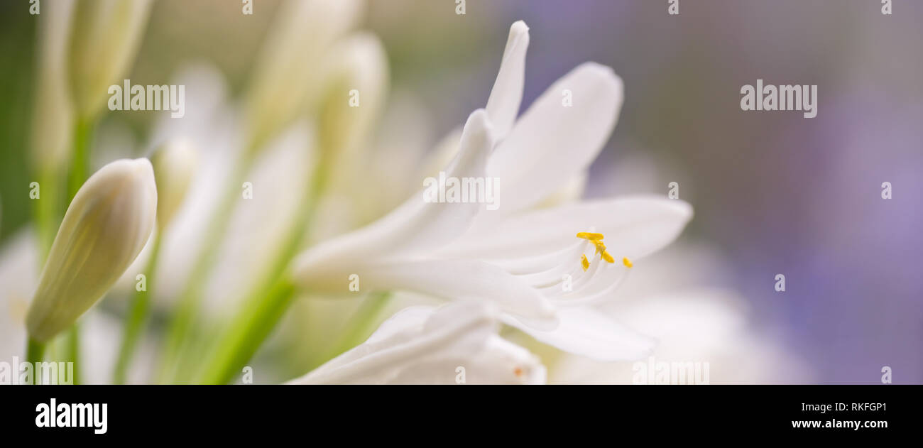 Chiudere fino a un bianco agapanthus flower Foto Stock