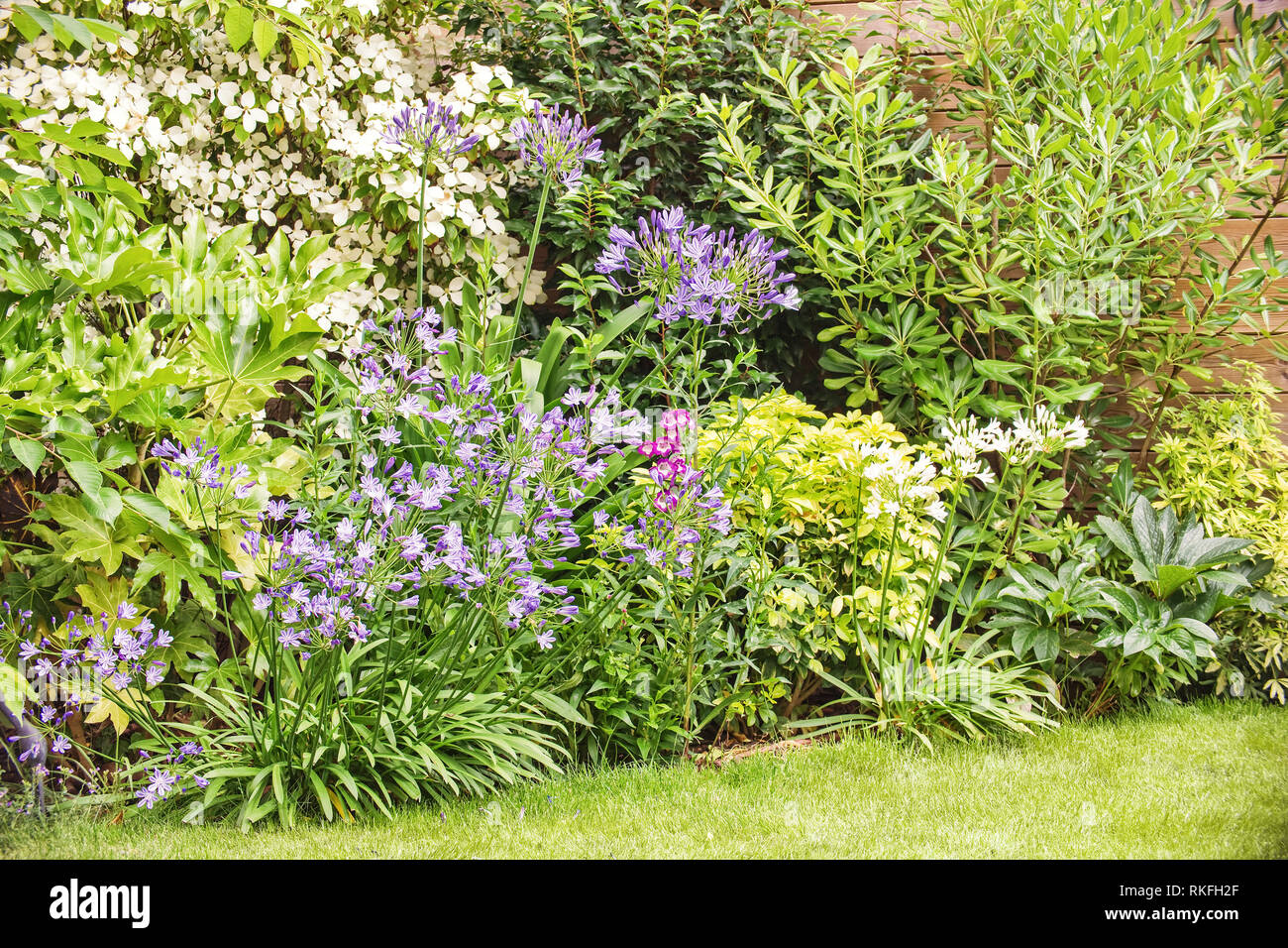 Letto di fiori in un giardino Foto Stock