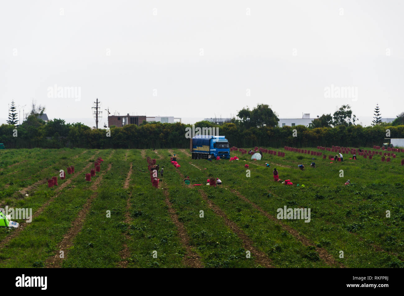I lavoratori lavorano sul campo, raccolta, il lavoro manuale, agricoltura, industria agroalimentare nei paesi del terzo mondo, i lavoratori migranti. Foto Stock