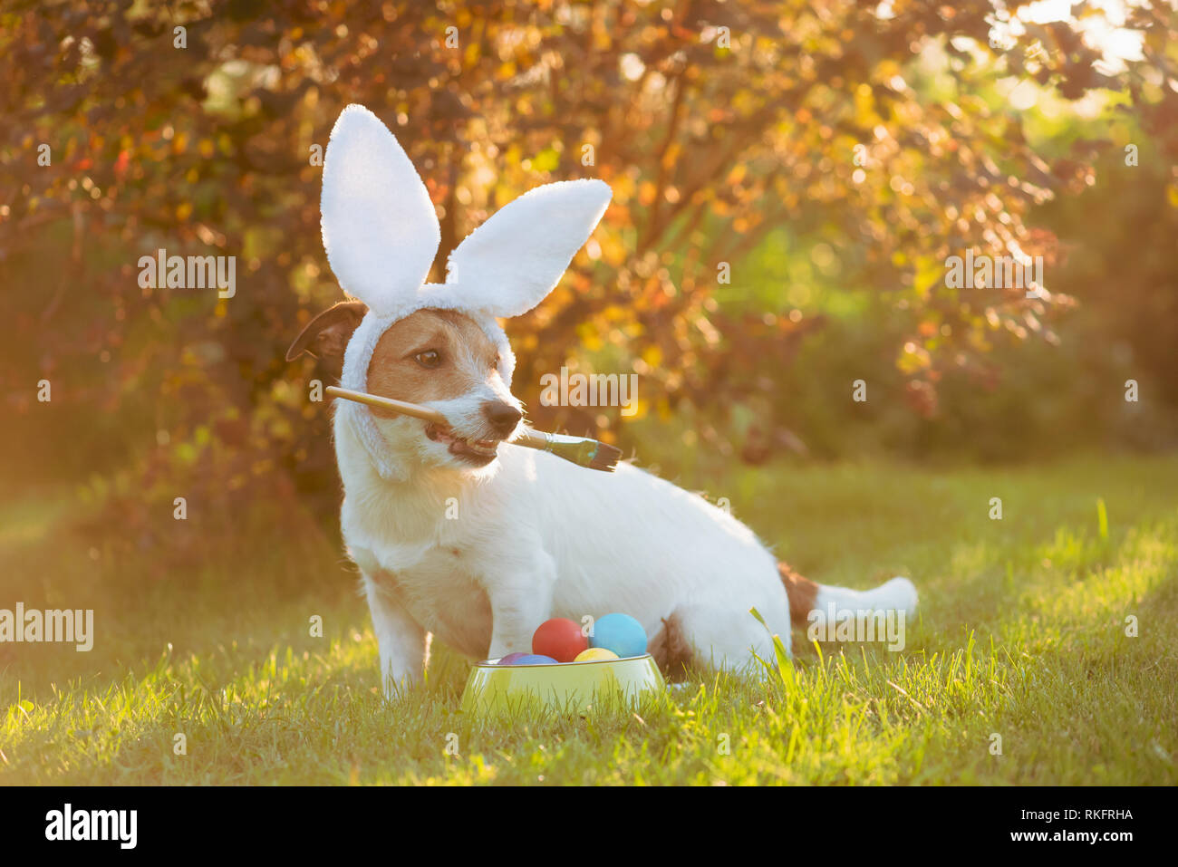 Cane indossando orecchie di coniglietto pittura e colorare le uova per la Pasqua Foto Stock