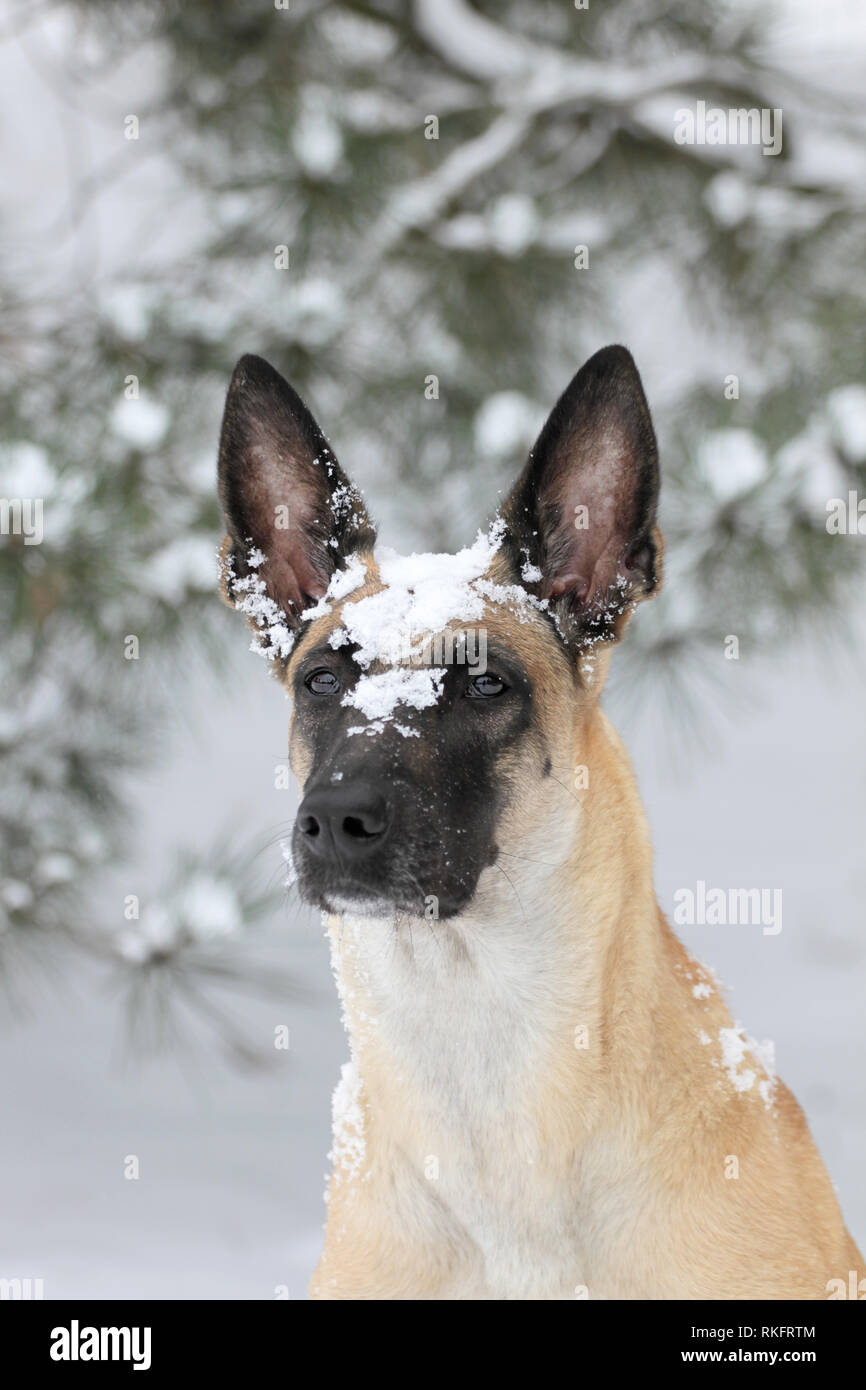 Inverno ritratto di un bel cane di razza Pastore belga Malinois Foto Stock