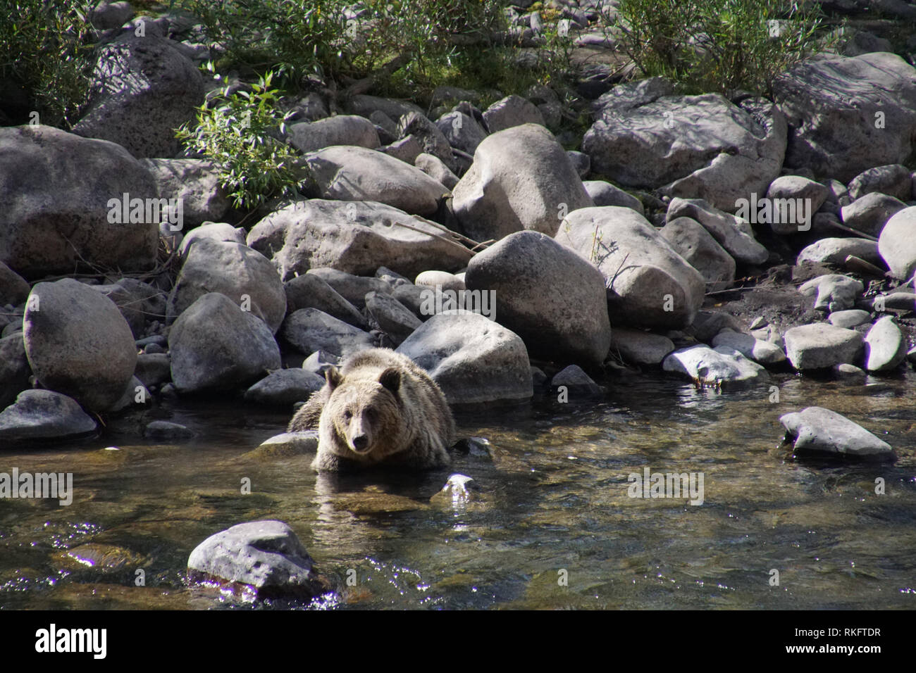 Un adulto orso grizzly wades in un torrente di montagna Foto Stock