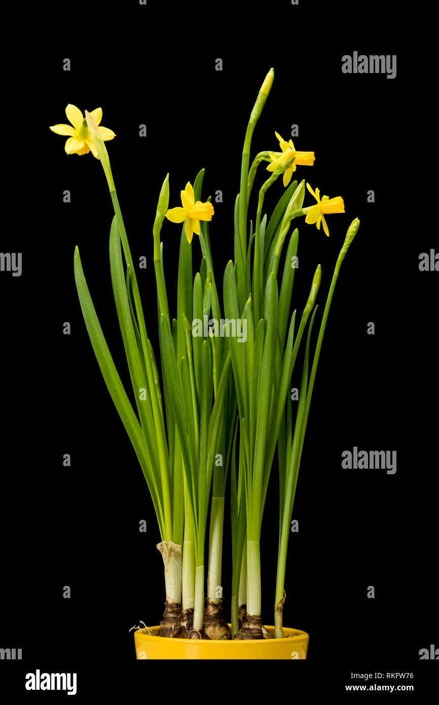 Potted daffodil fiori isolati su sfondo nero Foto Stock