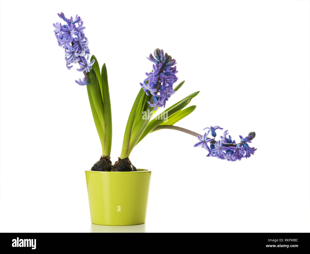 Blooming giacinto comune fiori in verde fiore pot isolati su sfondo bianco Foto Stock