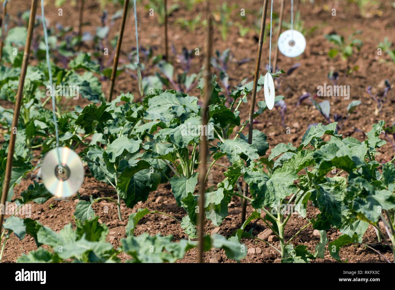 cd-indesiderato-viene-utilizzata-per-man