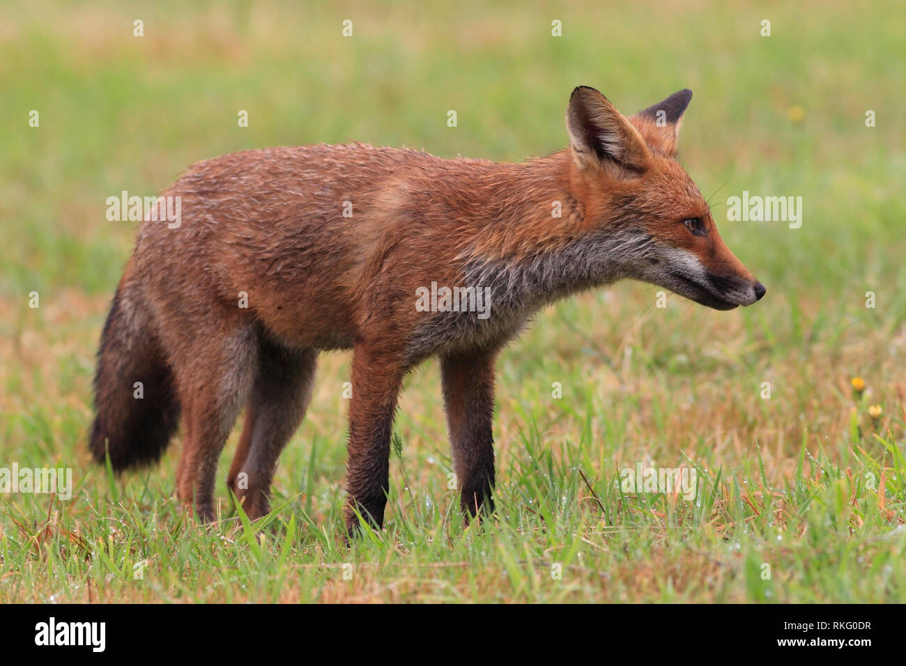 Volpe (Vulpes vulpes) rovistando in un campo, UK. Foto Stock