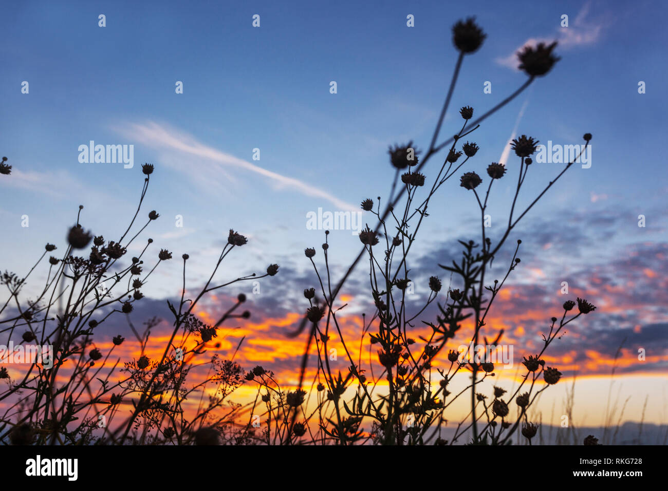 Silhouette dei fiori di prato al tramonto con nuvole drammatico in background Foto Stock