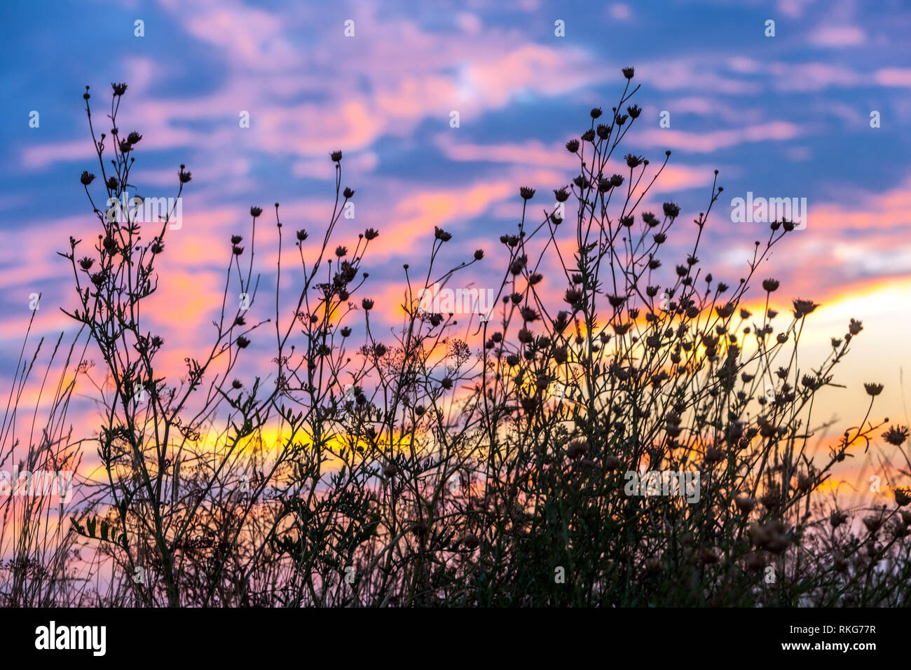 Silhouette di fiori selvatici prati piante secche contro il cielo sanguinoso, sfondo tramonto Foto Stock