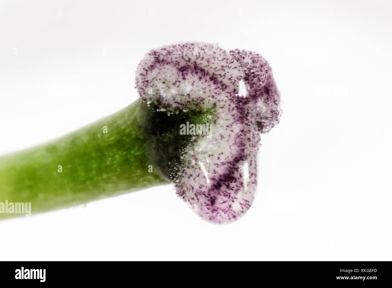 Extreme close up lo stigma di un fiore di giglio Foto Stock