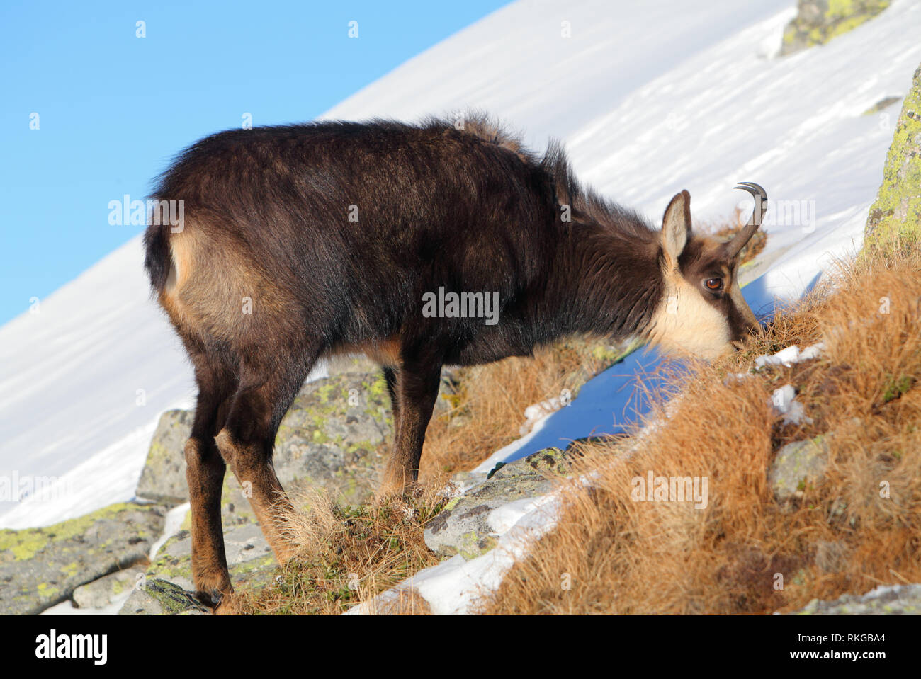 Il camoscio in inverno in Tatra - Rupicapra rupicapra Foto Stock