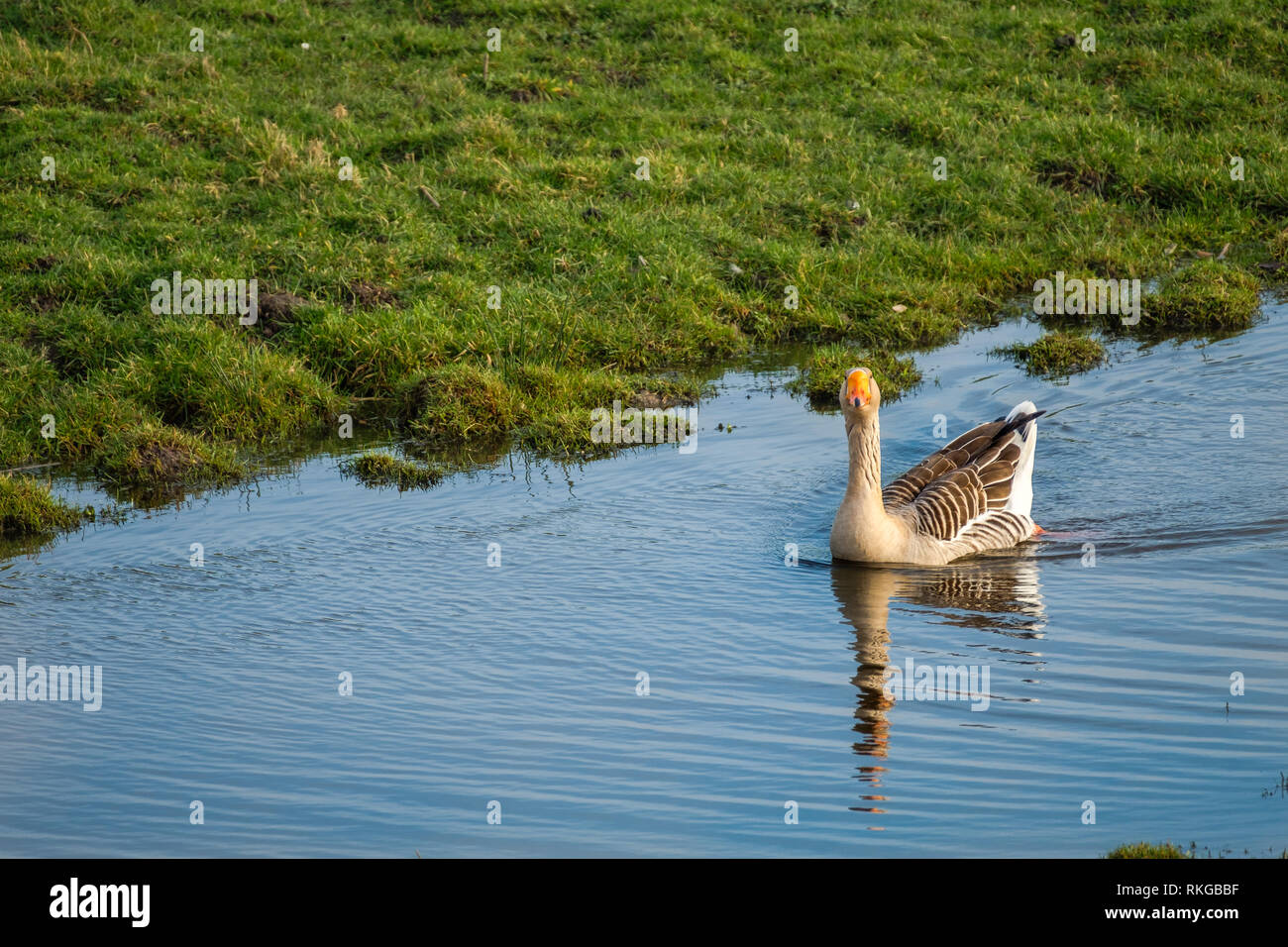 Bella oca Graylag nuota in un fosso lungo un prato Foto Stock