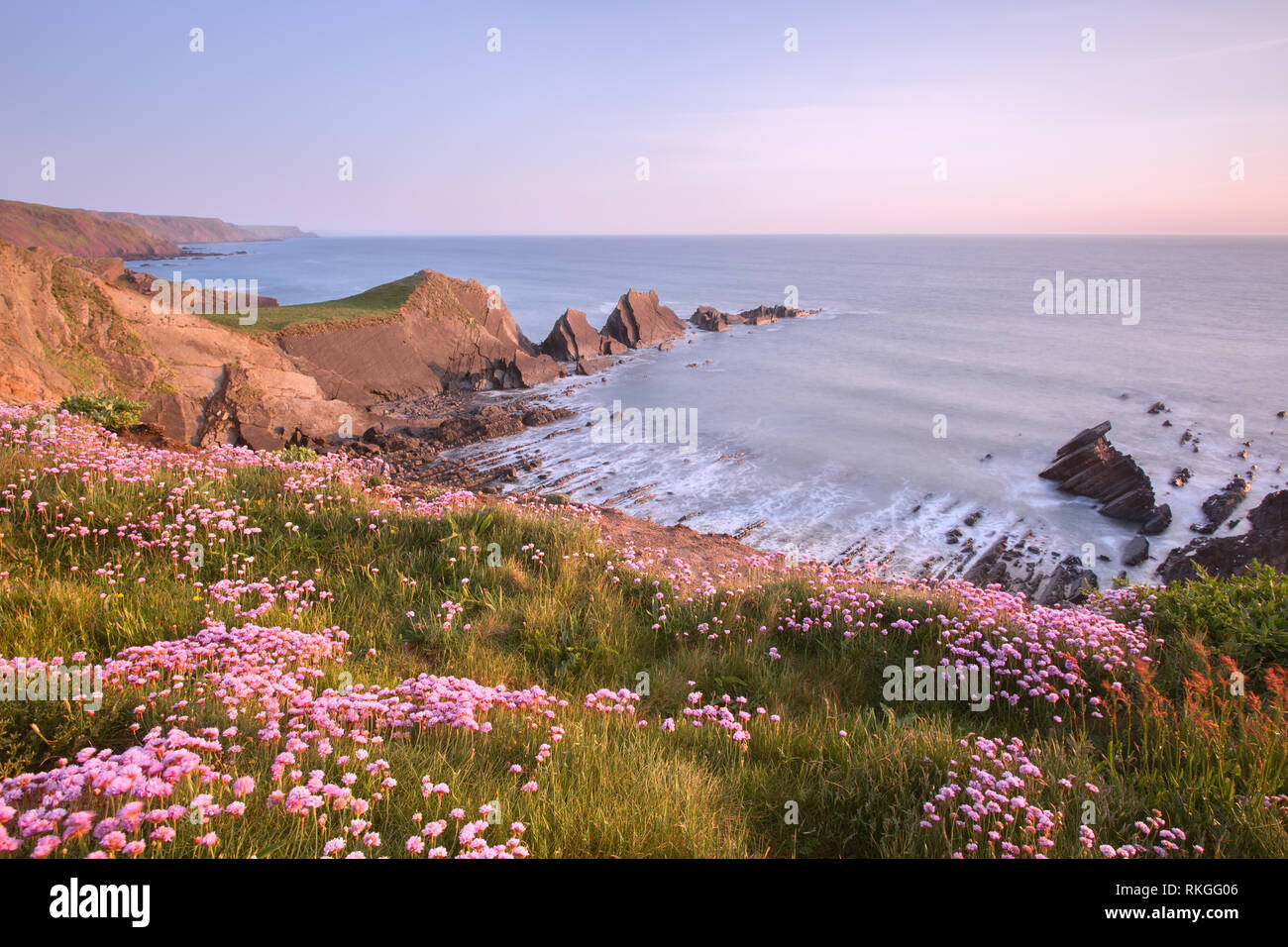 Fioritura parsimonia del mare a Hartland Point Devon UK Foto Stock