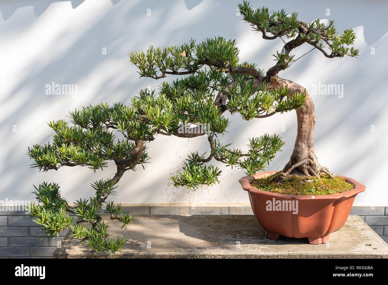 Picea bonsai su un tavolo di legno contro un muro di pietra Foto