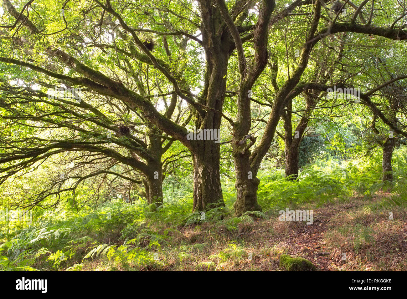 Gli alberi in un bosco inglese Devon UK Foto Stock