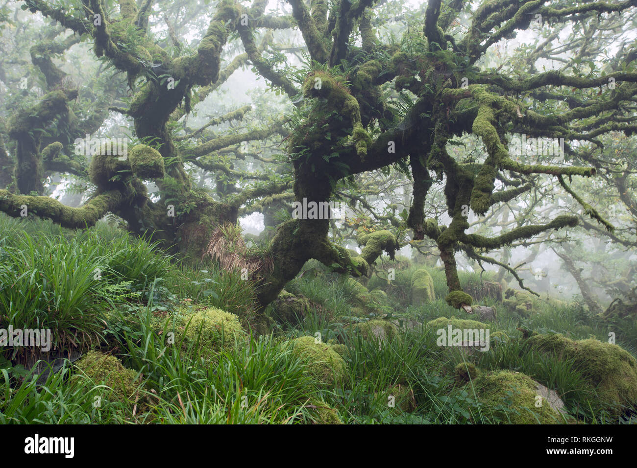 Legno Wistmans parco nazionale di Dartmoor Devon UK Foto Stock