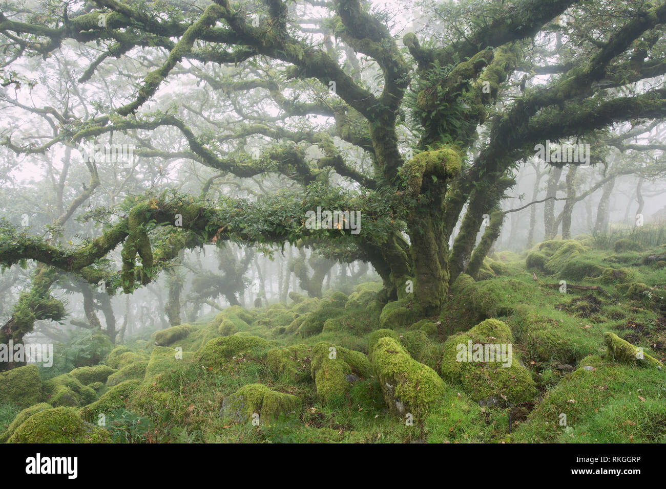 Legno Wistmans parco nazionale di Dartmoor Devon UK Foto Stock
