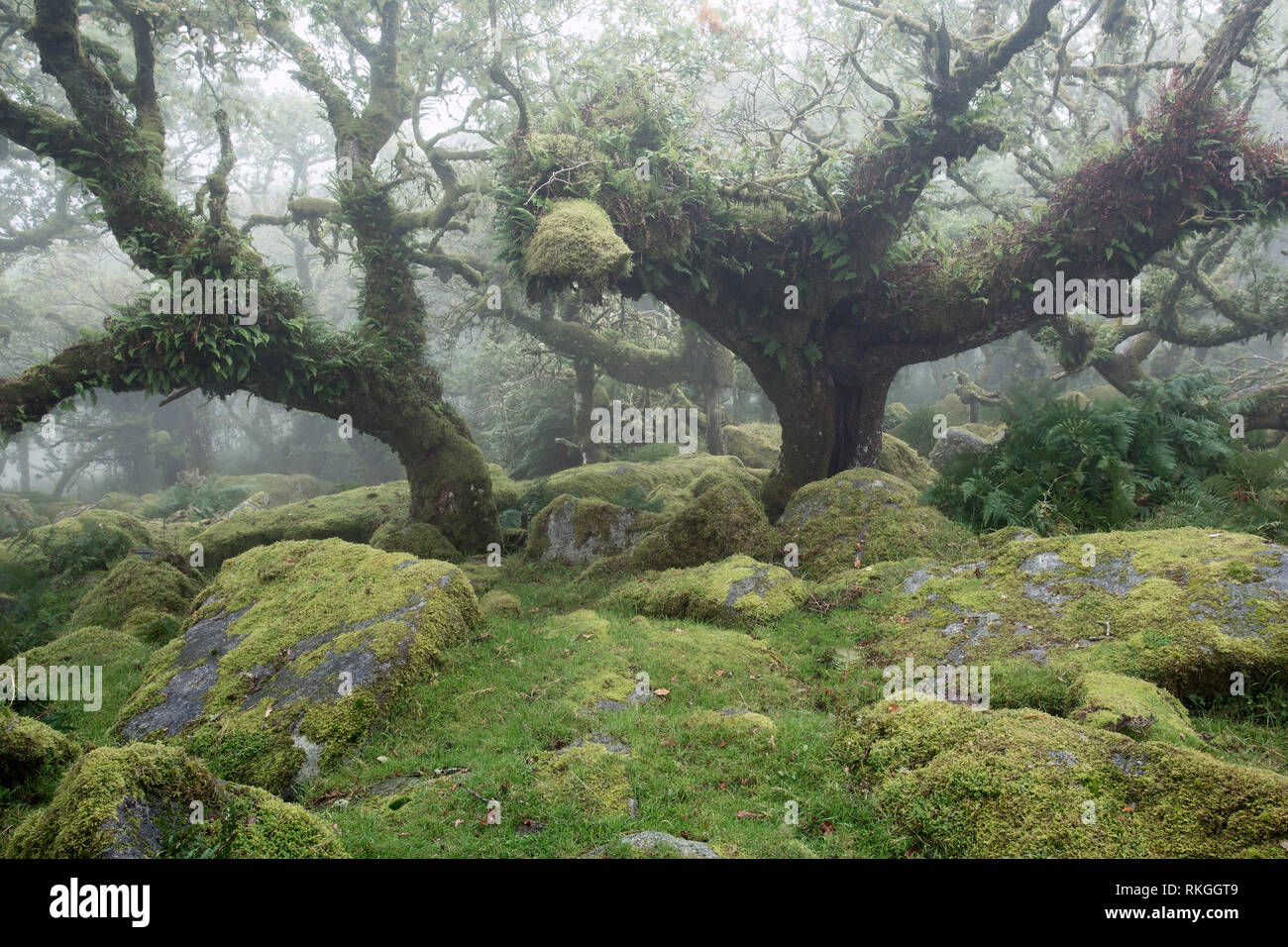 Legno Wistmans parco nazionale di Dartmoor Devon UK Foto Stock