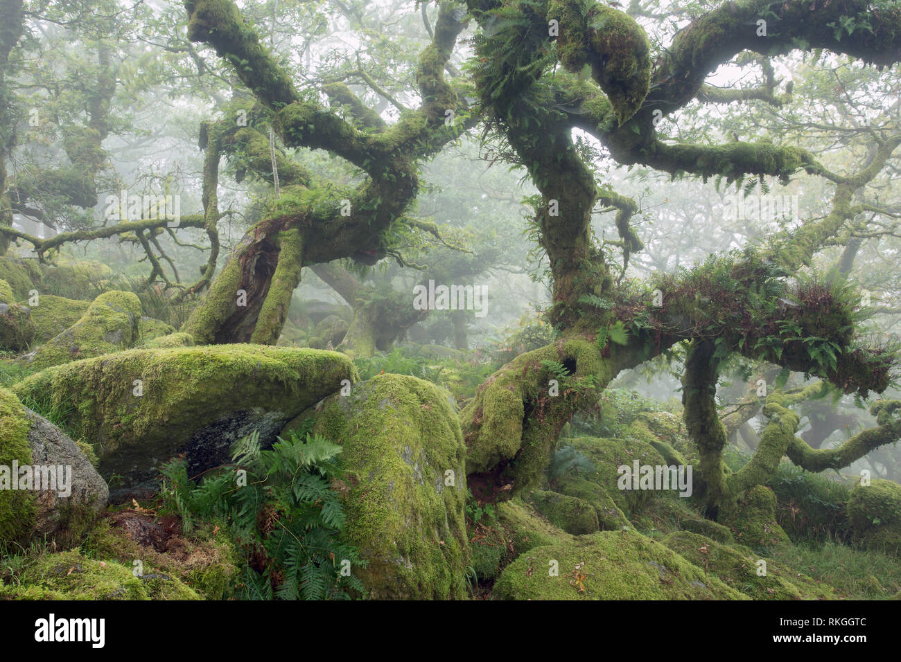 Legno Wistmans parco nazionale di Dartmoor Devon UK Foto Stock