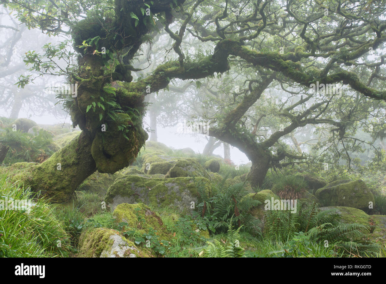 Legno Wistmans parco nazionale di Dartmoor Devon UK Foto Stock