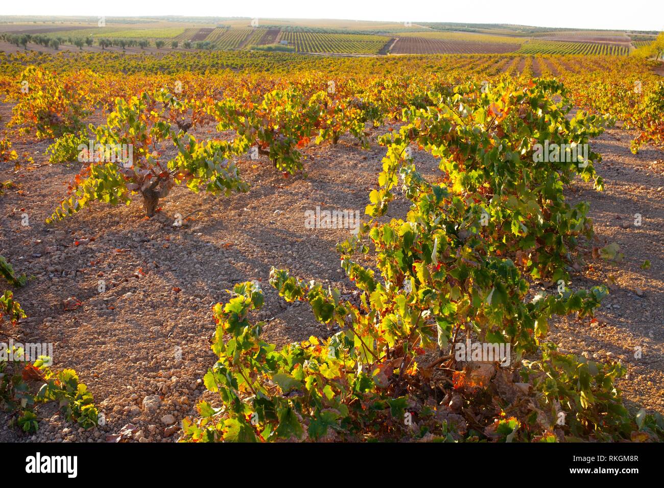 La piantagione di vigneti in ottobre la luce del tramonto a regione vinicola di Tierra de Barros, Estremadura, Spagna. Foto Stock