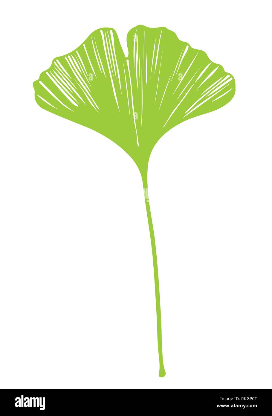 Il Ginkgo biloba vettore di foglia verde su sfondo bianco Illustrazione Vettoriale