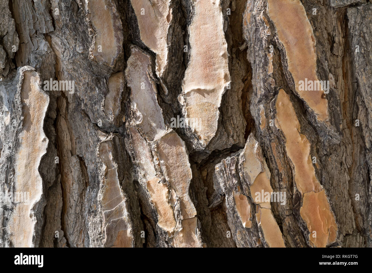 Tessitura di Abbaio di un pino secolare, sfondo Foto Stock