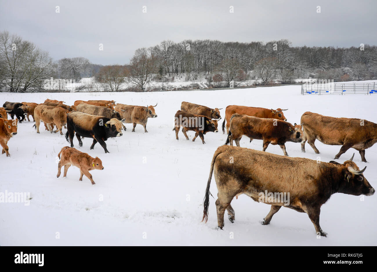 Datteln, la zona della Ruhr, Renania settentrionale-Vestfalia, Germania - Il Lippe in inverno con il ghiaccio e la neve e il bestiame primordiale, qui Aubracs, vivere tutto l'anno ONU Foto Stock