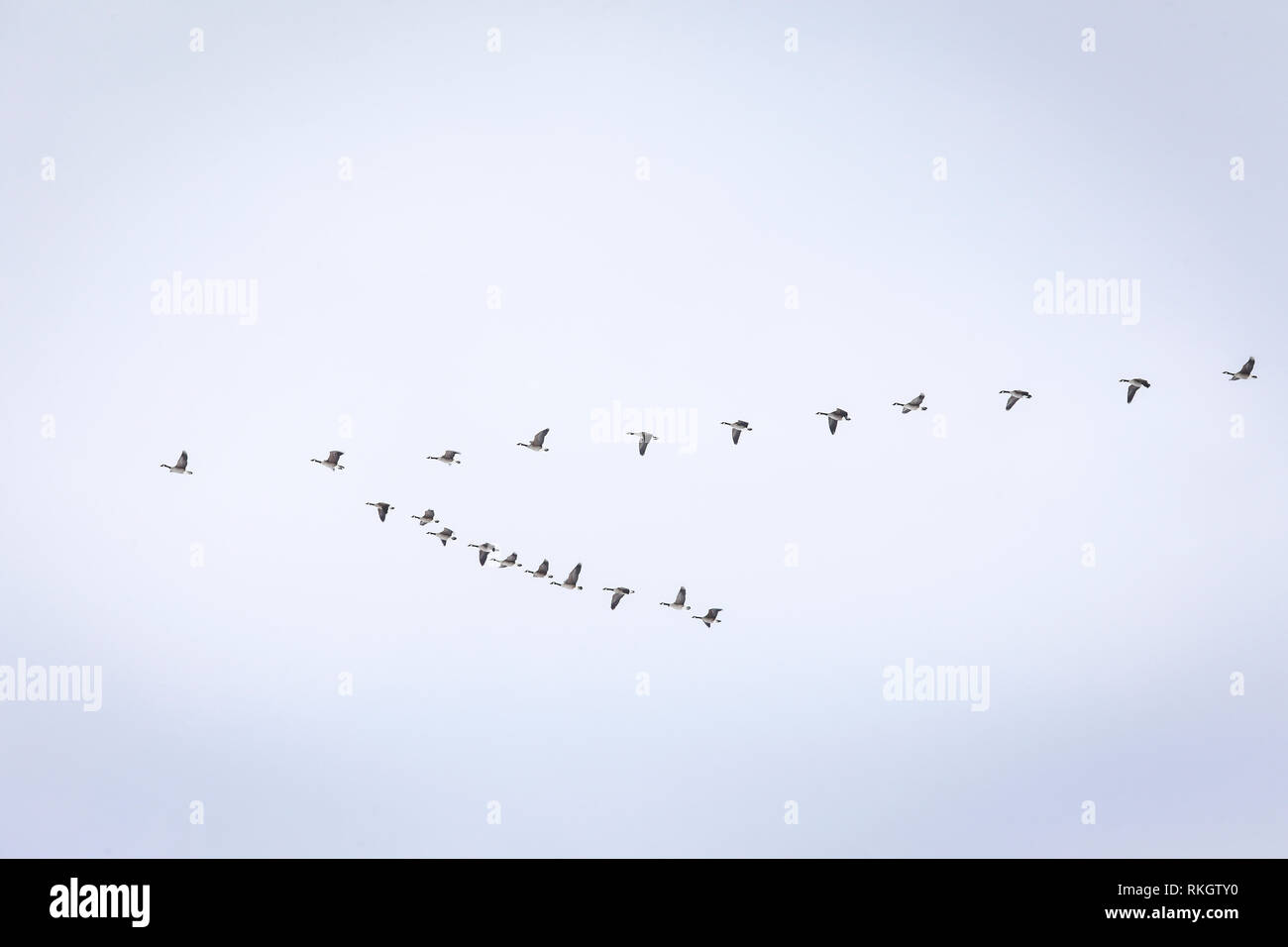 Germania, uccelli migratori oche in volo a forma di cuneo formazione. Datteln, Zugvoegel, Gaense fliegen keilfoermiger in formazione. Foto Stock