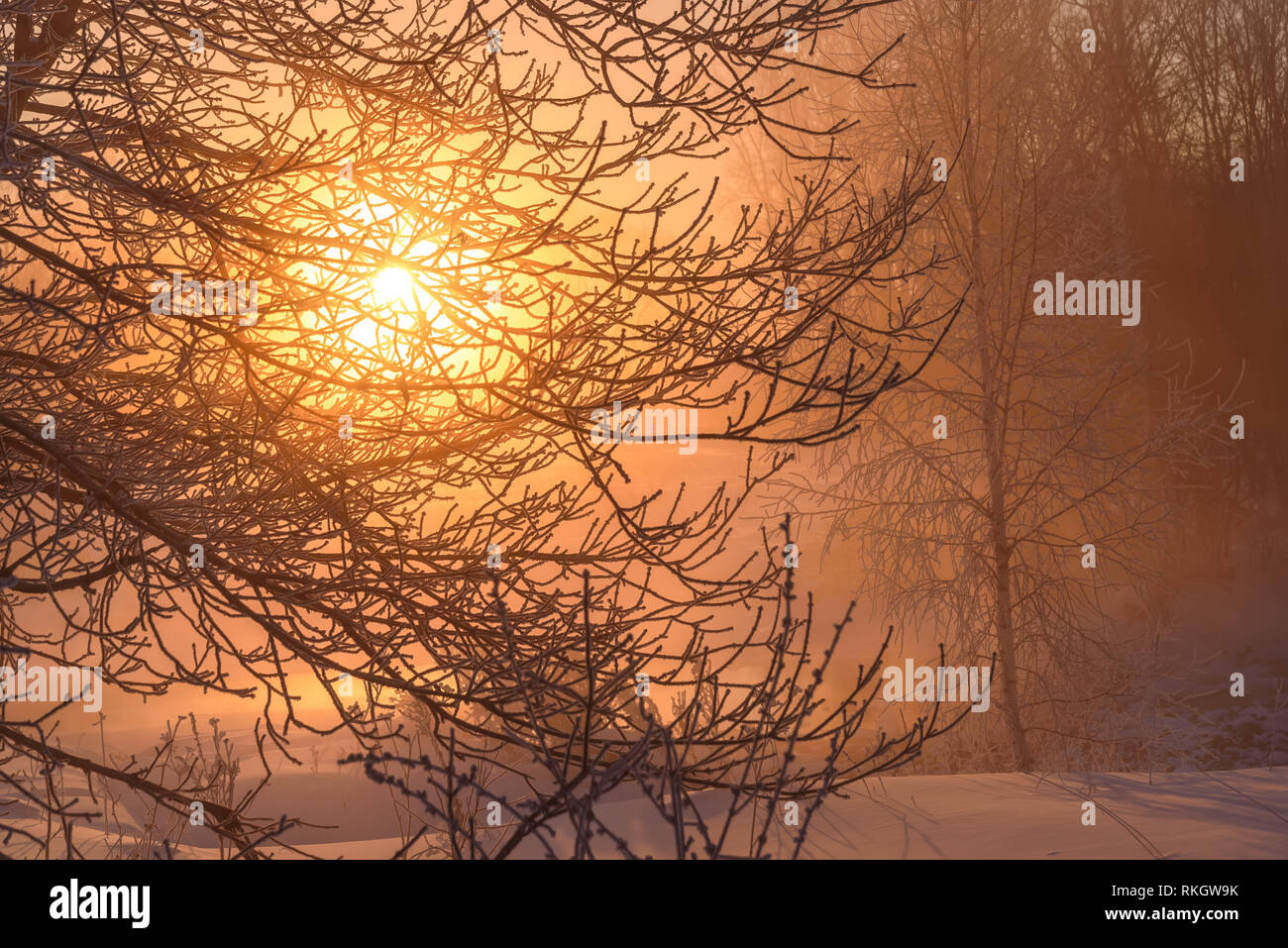 Incredibile rosa alba invernale con un giallo brillante sole attraverso i rami degli alberi, neve derive, erba e alberi in la brina su un gelido mattino Foto Stock