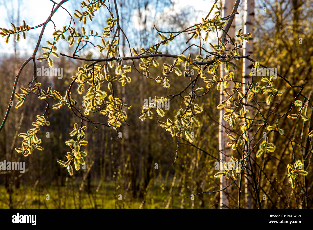 Primavera la natura lo sfondo con il pussy i rami di salici. Paesaggio rurale in Lettonia. Pussy-willow in strada. Foto Stock
