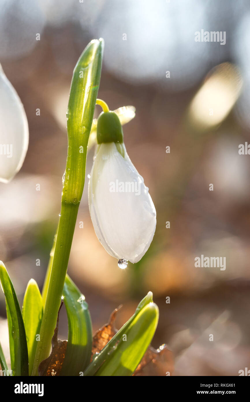 I bianchi bucaneve con gocce sul primo giorno di primavera. La molla snowdrop fiori che sbocciano nella giornata di sole Foto Stock