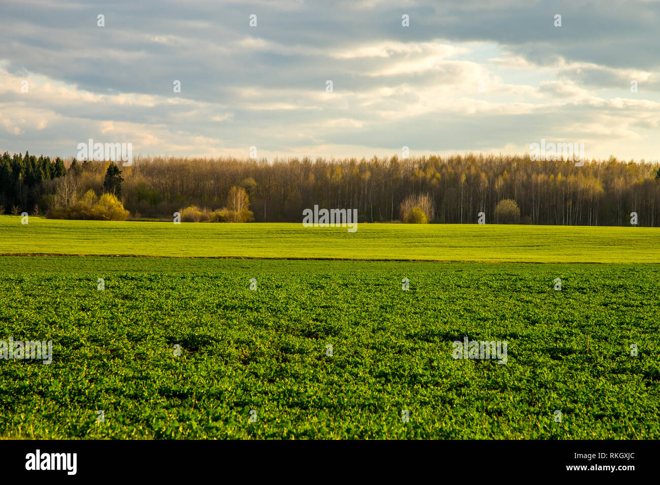 Campo verde con cereali e foresta sul retro, contro un cielo blu. Paesaggio di primavera con cornfield, legno e nuvoloso cielo blu. Classico paesaggio rurale Foto Stock