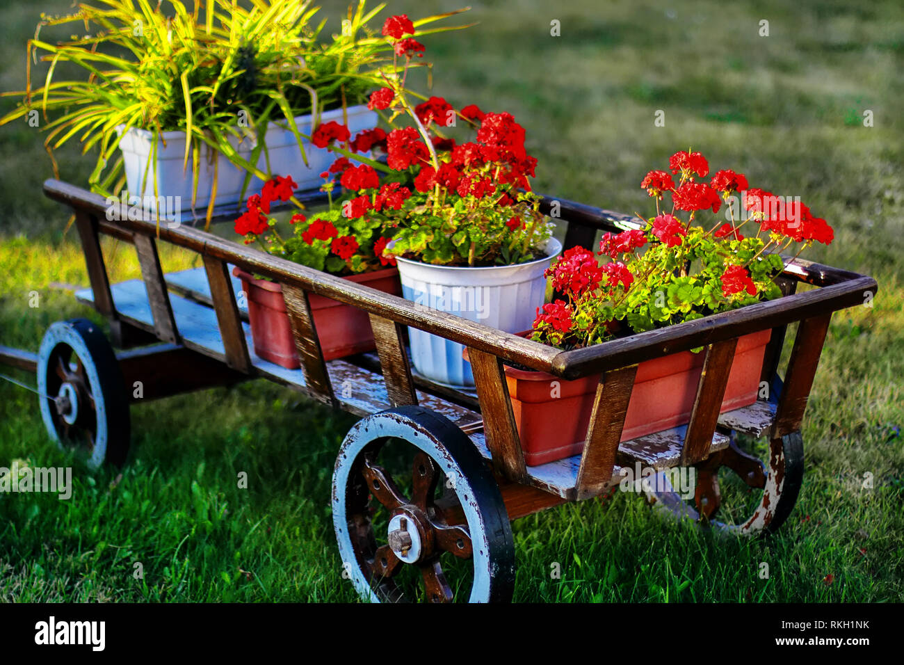 Vecchio carrello di legno con vasi di fiori di colore rosso sul prato  verde. Un idea per decorare la zona circostante o prato Foto stock - Alamy