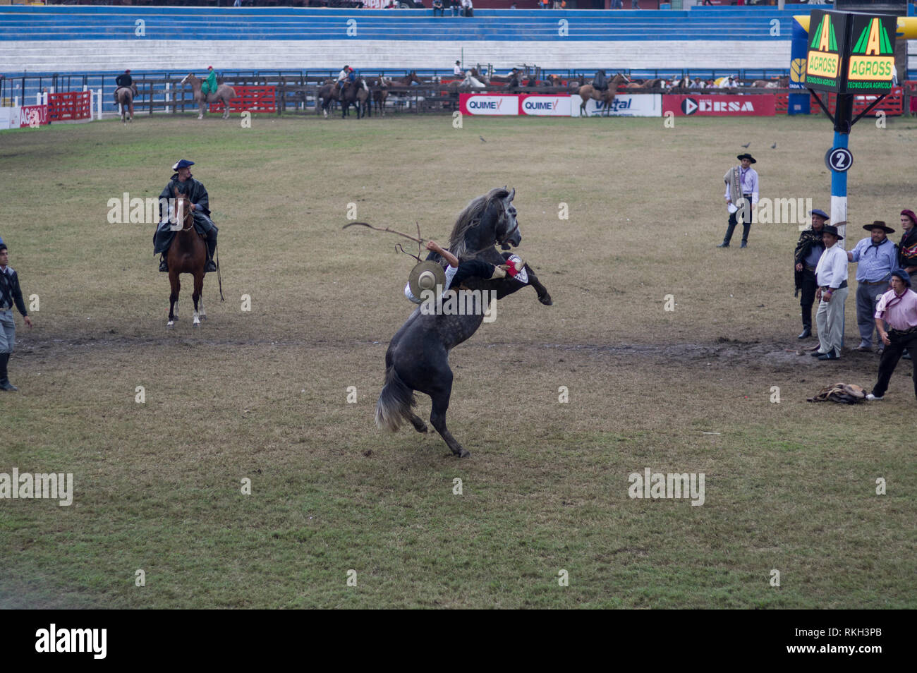 Festival de Doma y festival folcloristico di strappi broncos e folclore tradizionale musica, il più grande in Sud America, svoltasi a Gesù Maria Argentina. Foto Stock