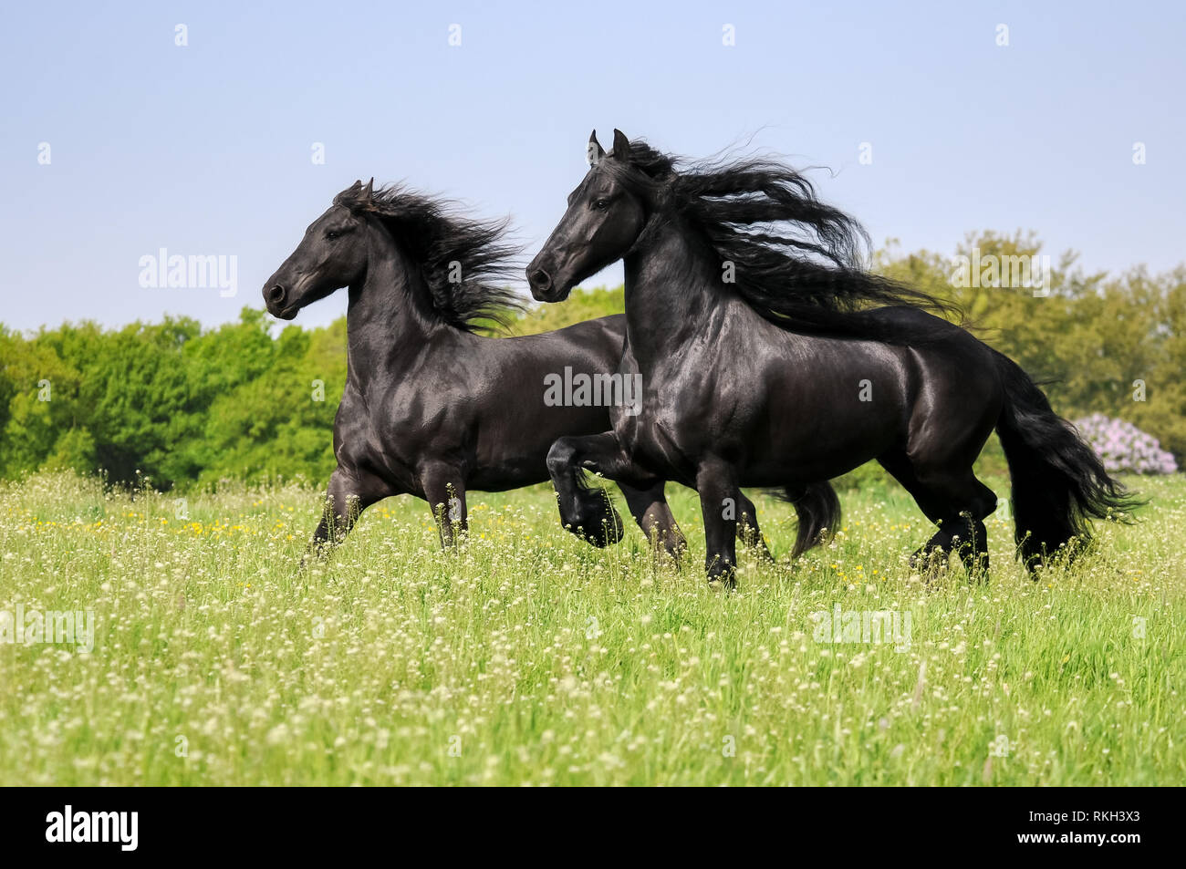 Due cavalli frisone, mantello nero colorata, in esecuzione potentemente con sbandieratori manes in una fioritura di erba verde prato in primavera, Germania Foto Stock