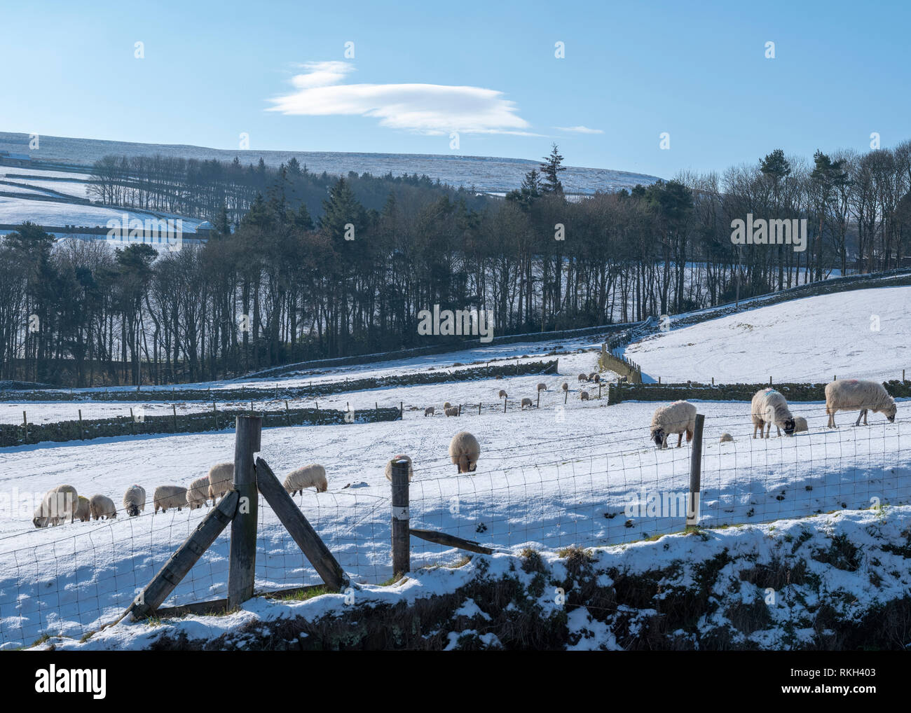 Pecore in un campo coperto di neve in inverno il Yorkshire Moors vicino Stanbury Foto Stock