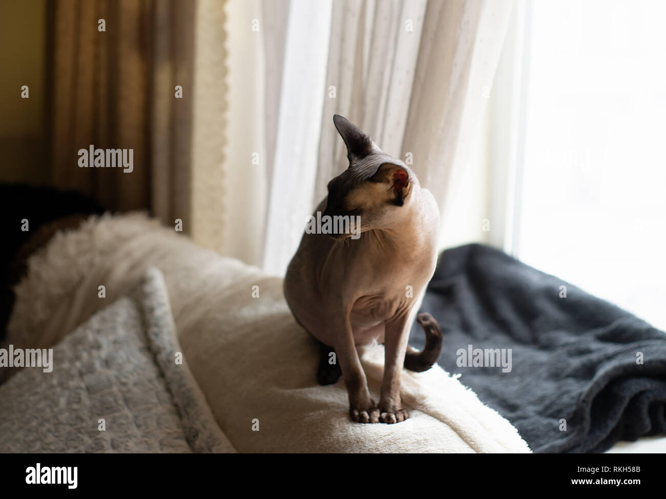 Sphynx cat si siede sul letto con gli occhi chiusi. Gatto di razza la Canadian Sphynx seduto e guardando fuori dalla finestra. Foto Stock