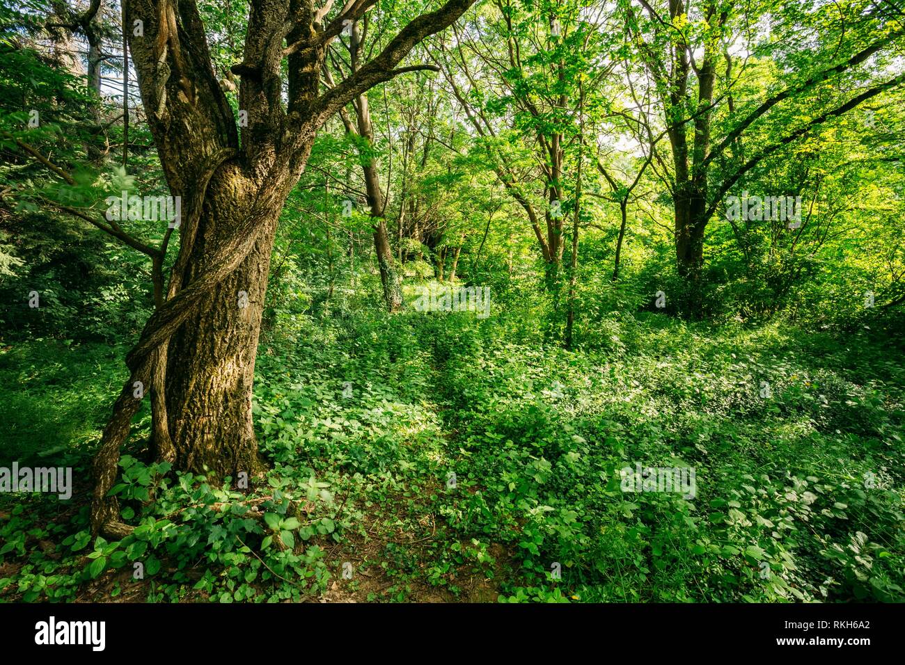 Estate verde bosco di latifoglie albero di legno. Foto Stock