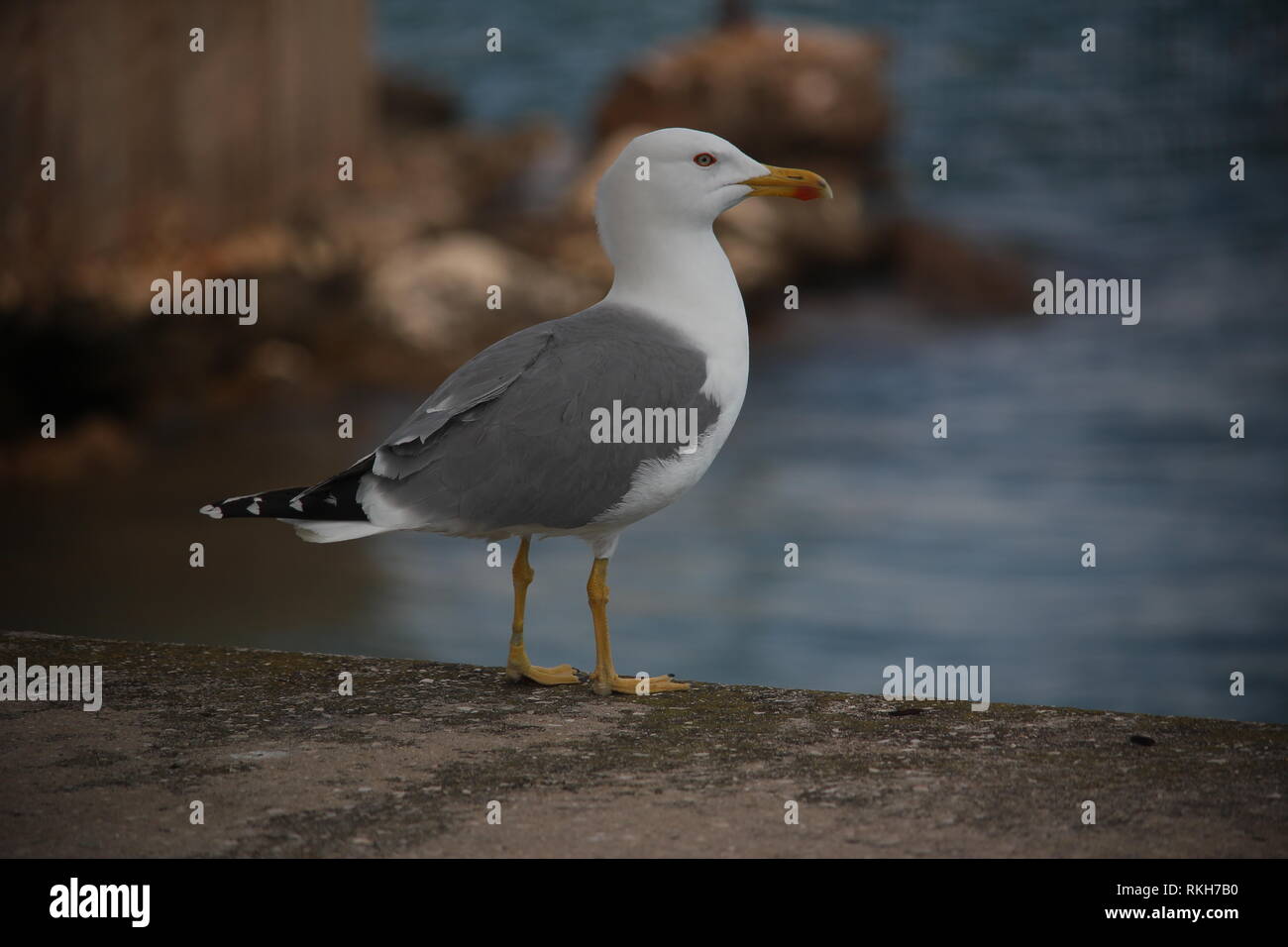 Isole atlantiche gabbiano (Larus cachinnans atlantis) a Portimao, Portogallo Foto Stock
