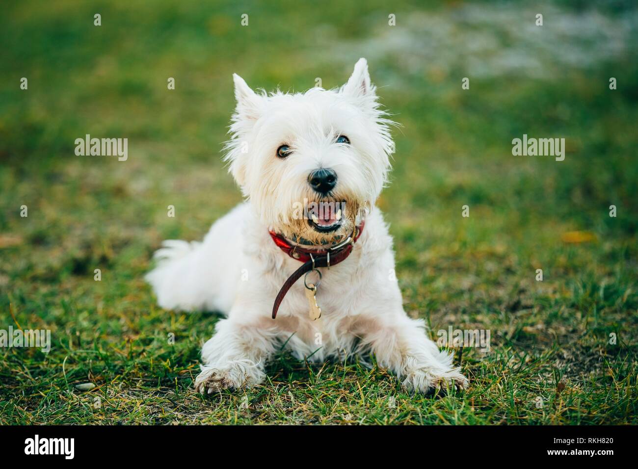 Dolce West Highland White Terrier - Westie, Westy cane gioco in erba Foto  stock - Alamy