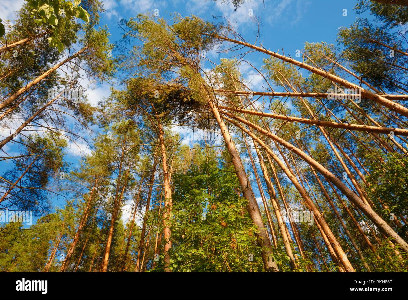 Manna nella foresta. Danni provocati dalla tempesta. Gli alberi caduti nella foresta di conifere dopo il forte vento uragano in Russia. Foto Stock