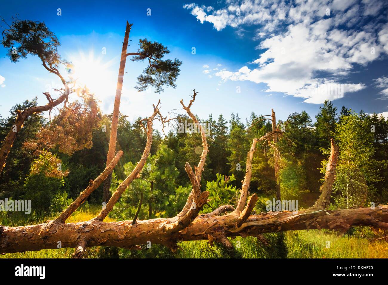 Manna nella foresta. Danni provocati dalla tempesta. Gli alberi caduti nella foresta di conifere dopo il forte vento uragano in Russia. Foto Stock